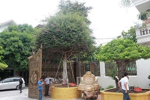 Cận cảnh cây hoa giấy 'Vạn hoa lầu' gần 3 tỷ đồng độc nhất vô nhị của đại gia Phú Thọ