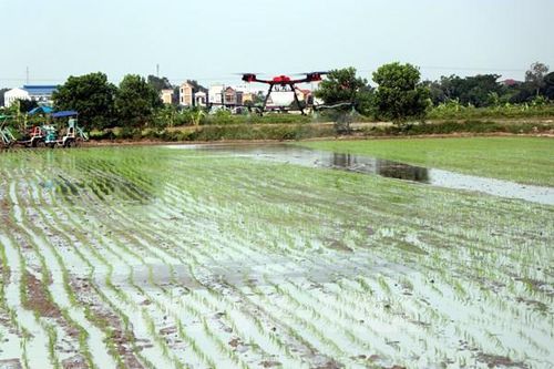 Hải Dương trình diễn cấy máy và phun thuốc bảo vệ thực vật bằng máy bay không người lái