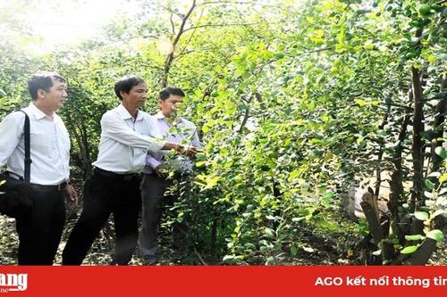 Châu Phú tập trung phát triển kinh tế - xã hội