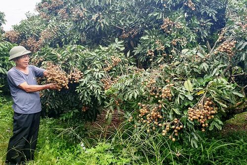 Biến chiến trường thành đồng bãi xanh tươi