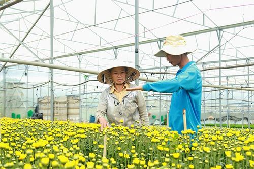 Đơn Dương: Kiểm soát tác động nhà lưới, nhà kính