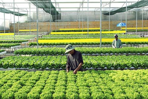 Lan tỏa thương hiệu: Đà Lạt - Kết tinh kỳ diệu từ đất lành