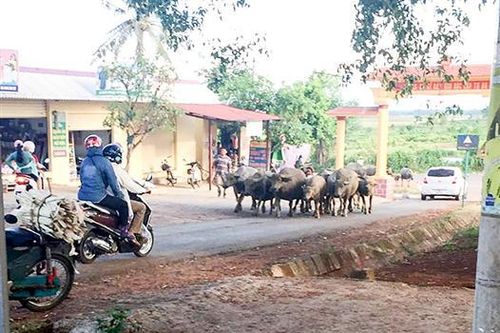 Kinh doanh ở chợ Á Thành ế ẩm vì… trâu
