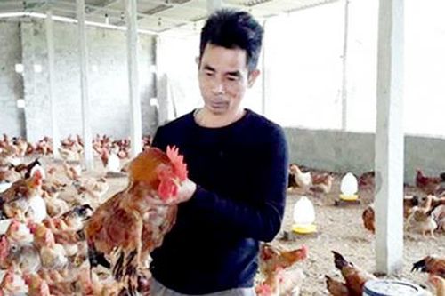 Vào HTX, thu bạc tỷ từ chăn nuôi gà đồi