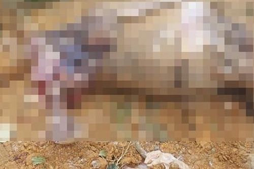 14 con trâu ở Hà Nội chết bất thường, nghi bị đầu độc