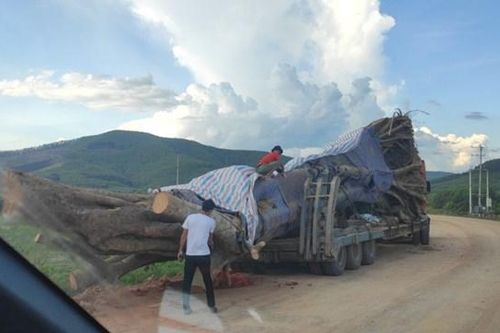 Cây cổ thụ khổng lồ 'âm thầm' rời khỏi Nghệ An