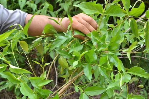 Người phụ nữ nguy kịch vì đắp lá cây lên vết thương