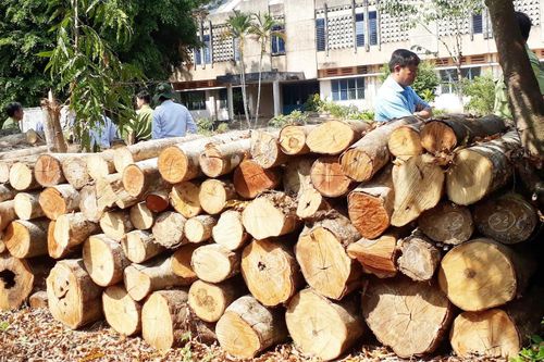 Nguyên giám đốc khu bảo tồn phá rừng ở Đồng Nai bị kỷ luật