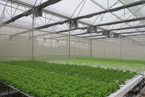 Bỏ ngân hàng về trồng rau, làm vì đam mê thu đều 600 triệu/tháng