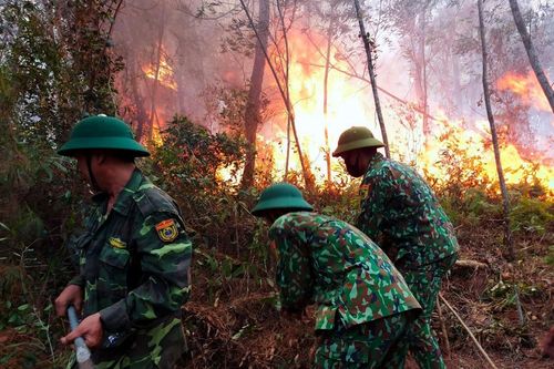 Hàng nghìn người căng mình cứu rừng ở Diễn Châu