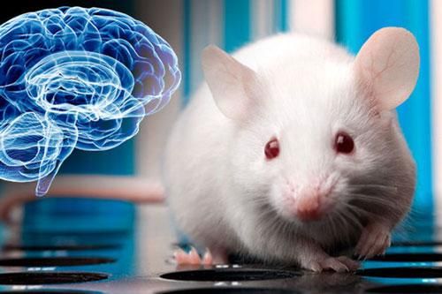 Những thử nghiệm kinh hoàng tạo ra loài chuột mang bộ phận con người