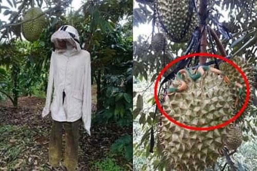 Chủ vườn sâu riêng nghĩ ra cách bảo vệ thành quả khiến trộm có mò vào cũng 'chạy mất dép'