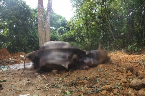 Công an vào cuộc vụ cả đàn trâu đang khỏe mạnh bỗng chết hàng loạt ở Hà Nội