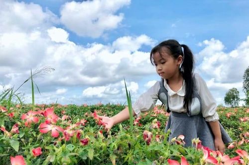 Về Long An thưởng sâm quốc dân, thăm làng nhà cổ