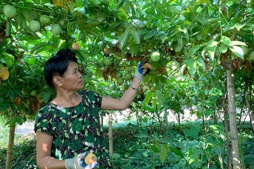 Dạy nghề trồng cây ăn quả cho nông dân
