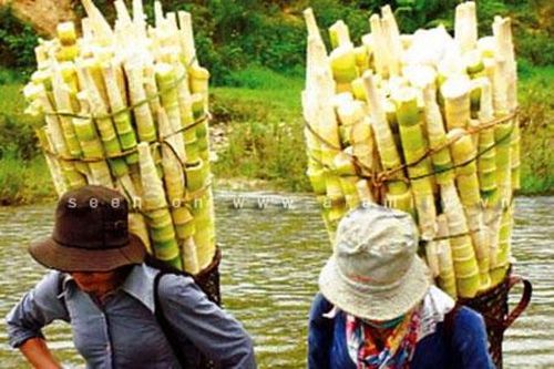 Măng le gửi xuống...