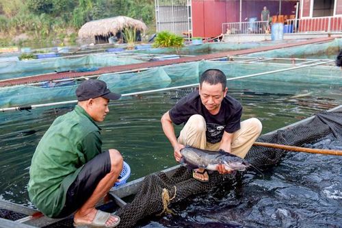 Thị trấn Na Hang phát triển sản phẩm chủ lực