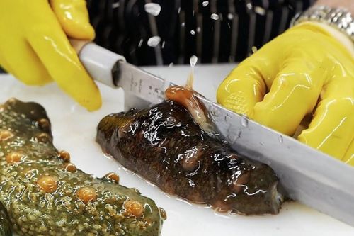 Thưởng thức đỉa biển tươi sống ở vùng biển Nhật
