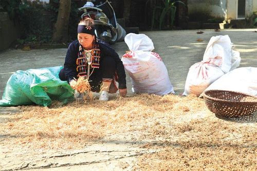 Làng nghề thuốc nam của người Dao