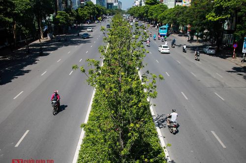 Hà Nội: Phong lá đỏ tươi tốt sau nhiều năm chờ đợi