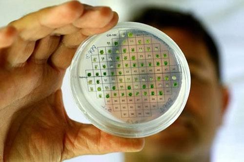 Israel tìm ra phương pháp sản xuất điện từ tảo