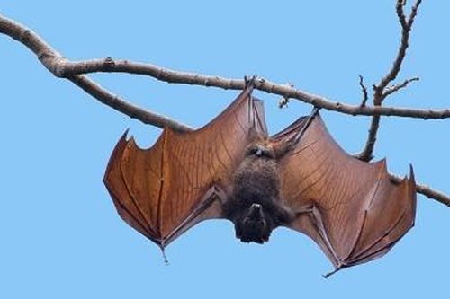 Dịch bệnh từ động vật lây sang người khẳng định chất lượng môi trường đang xuống cấp trầm trọng