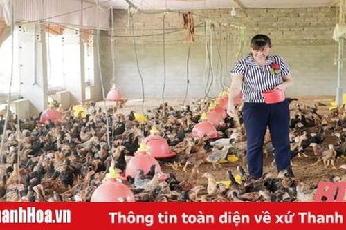 Hiệu quả chính sách khuyến khích phát triển chăn nuôi