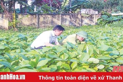 Phát triển lâm sản ngoài gỗ để xóa đói, giảm nghèo bền vững