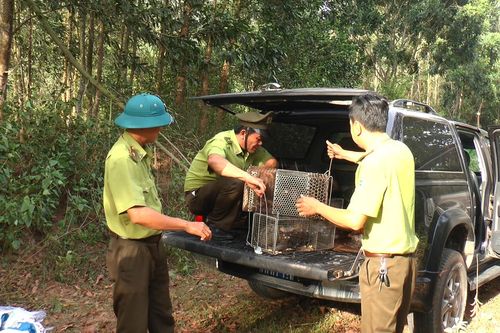 Thả cầy vòi hương và cầy vòi mọc về Khu Bảo tồn thiên nhiên Đakrông
