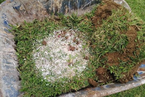 Vụ chất màu lạ ở Thiên Trường - 'HLV không yểm bùa mà chỉ cầu an lành'
