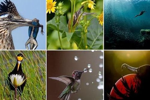 Những bức ảnh chim đẹp nhất Giải thưởng Nhiếp ảnh Audubon