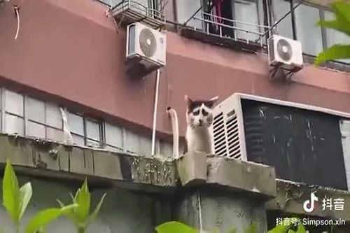 Mèo hoang nổi tiếng vì có gương mặt khắc khổ
