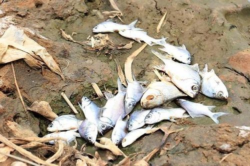 Ruộng đồng nứt toác, cá chết trắng bờ sông vì nắng gắt