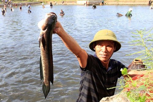 Hàng trăm người ở Nghệ An ào xuống ao thi bắt cá