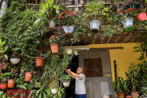 Độc đáo cây hoa giấy bọc kín ngôi nhà 5 tầng giữa lòng Thủ đô