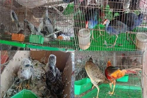 Bảo vệ các loài nguy cấp có ý nghĩa toàn cầu tại Việt Nam