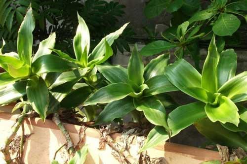 Trồng cây lược vàng vừa làm cảnh đẹp mà lại chữa 'bách bệnh'