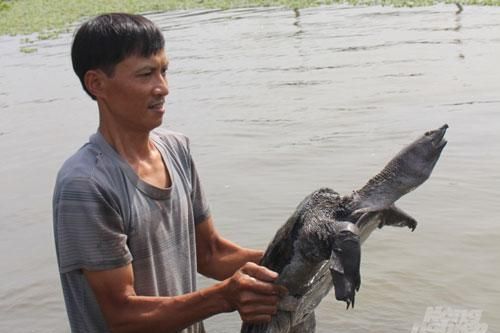 Nam Định: 'Đút túi' gần nửa tỷ đồng/năm nhờ nuôi ba ba gai