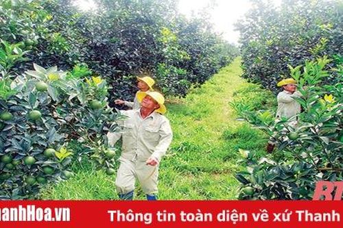 Hiệu quả sản xuất theo quy trình thực hành nông nghiệp tốt toàn cầu