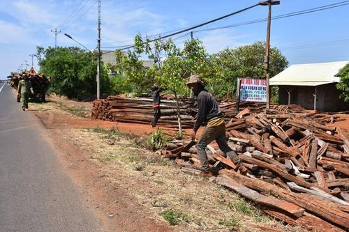 Nông dân bán tháo trụ hồ tiêu với giá rẻ như bèo