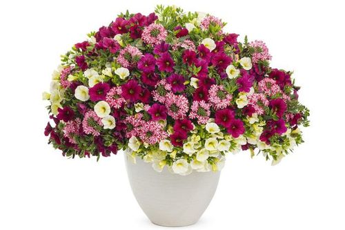 Tử vi hôm nay 13/7 của 12 cung hoàng đạo: Sức khỏe của Sư Tử đang có dấu hiệu đi xuống