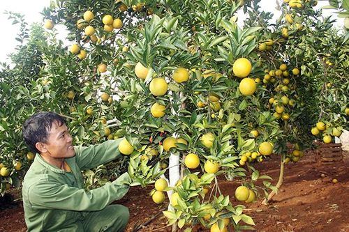 Trái cây Việt Nam từng bước khẳng định thương hiệu