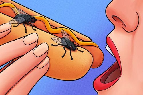 Điều khủng khiếp gì xảy ra khi ruồi đậu lên thức ăn của bạn?