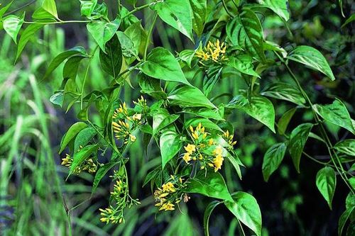 Ăn nhầm lá ngón vì tưởng rau rừng, 3 người ở Hà Giang tử vong