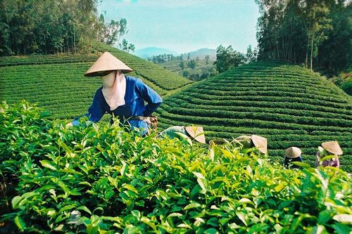 Xuất khẩu chè: Không đứt gãy vì Covid-19