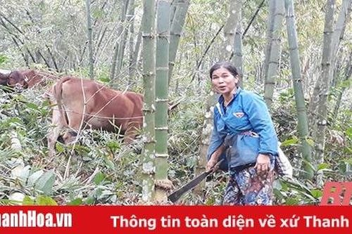 Xã Trung Tiến phát triển kinh tế rừng