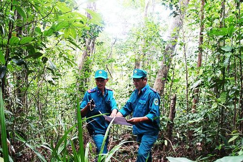 Công ty Lâm nghiệp Trầm Hương: Nỗ lực bảo vệ rừng