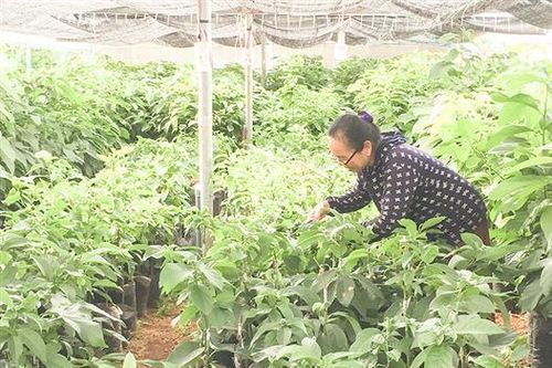 Gio Linh xây dựng vườn giống bơ chất lượng cao