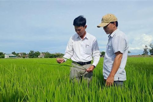 Hải Lăng: Gần 200 ha lúa vụ hè thu bị nhiễm bệnh