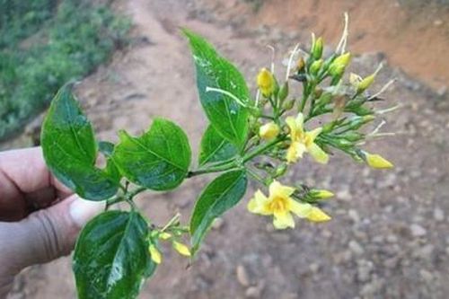 Hái nhầm lá ngón nấu canh ăn, 3 người chết, 2 người cấp cứu